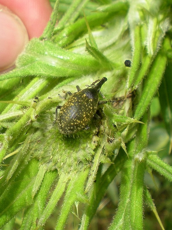 Curculionide a pois gialli: Larinus sturnus